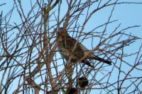 Turdus pilaris