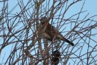 Turdus pilaris