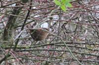 Troglodytes troglodytes