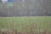 Ardea cinerea