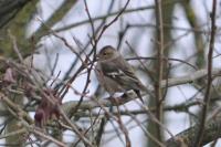 Fringilla coelebs