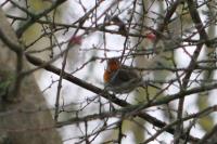 Erithacus rubecula