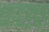 Motacilla alba