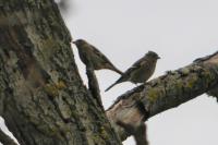 Fringilla coelebs