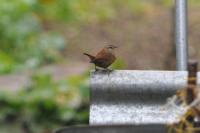 Troglodytes troglodytes