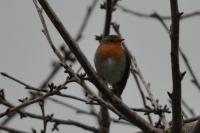 Erithacus rubecula