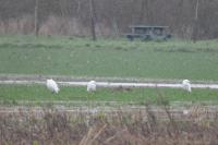 Egretta garzetta