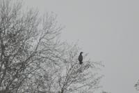 Phalacrocorax carbo