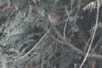 Troglodytes troglodytes