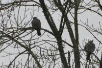 Columba palumbus