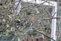 Erithacus rubecula