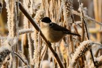 Poecile palustris