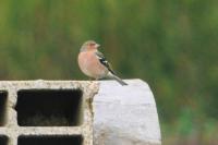 Fringilla coelebs
