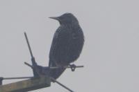 Sturnus vulgaris