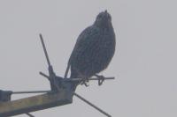 Sturnus vulgaris