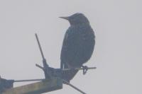 Sturnus vulgaris