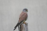 Falco tinnunculus