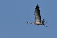 Grus grus