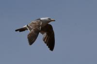 Larus fuscus