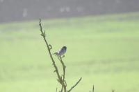 Emberiza schoeniclus