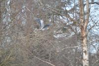 Ardea cinerea