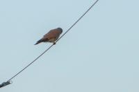 Falco tinnunculus