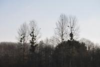 Phalacrocorax carbo