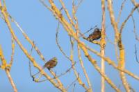 Sturnus vulgaris