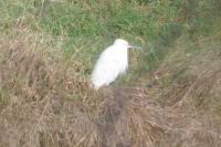 Egretta garzetta