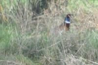 Phasianus colchicus