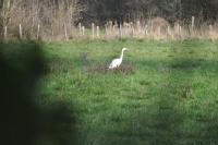 Ardea alba