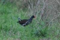 Gallinula chloropus