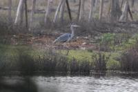 Ardea cinerea