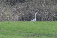 Ardea cinerea