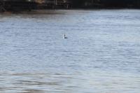 Podiceps cristatus