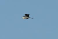 Ardea cinerea