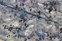 Carduelis carduelis