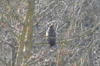 Buteo buteo