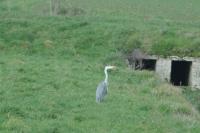 Ardea cinerea