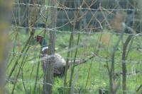 Phasianus colchicus