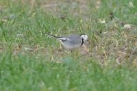 Motacilla alba