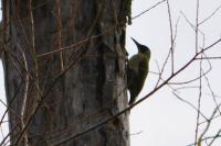 Picus viridis