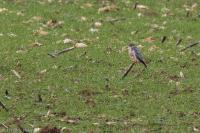 Falco columbarius