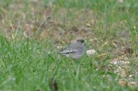 Motacilla alba