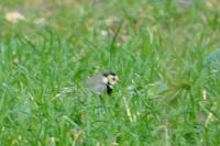 Motacilla alba