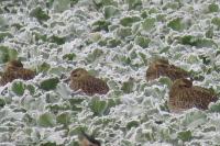 Pluvialis apricaria