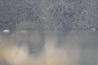 Anas platyrhynchos