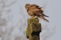 Falco tinnunculus