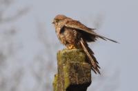 Falco tinnunculus