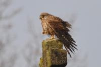 Falco tinnunculus